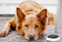 PetChatz's tweet photo. It's National Train Your Dog Month! Did you know you can train your pet to use PawCall in just three easy steps?

Buy yours today: https://t.co/z8Rah7TuH4 https://t.co/Ze8cDx8T0v