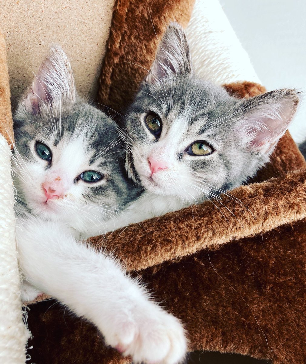 two_fav_queens's tweet photo. Oh wow! Thanks everyone!! 🙌🏼🤩♥️ This really blew up and made us so happy! We will try to respond to as many as you as possible today ! 👑♥️👑 but for now heres a #cattax  #tbt to when we were 3m old https://t.co/1QkIoTLZ3b
