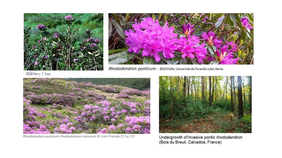GuillerAnnie's tweet photo. @BSBIbotany https://t.co/dhDkaCKZZ5