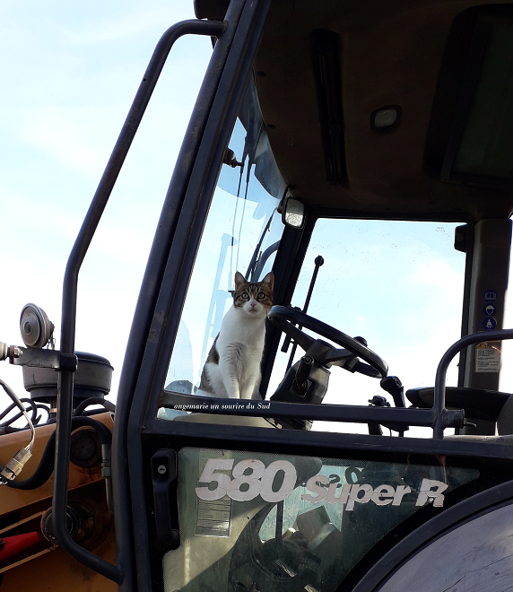 Coucou, gros engin sur le terrain........mais.......voyez vous une squatteuse ?🤔😂...... non alors allez découvrir les photos 2 et 3.
Mademoiselle a inspecté l'engin de fond en comble........elle était....disons.....d'un blanc douteux 🤣🤣🤣. Des bisous à toutes .
 #amourdechat