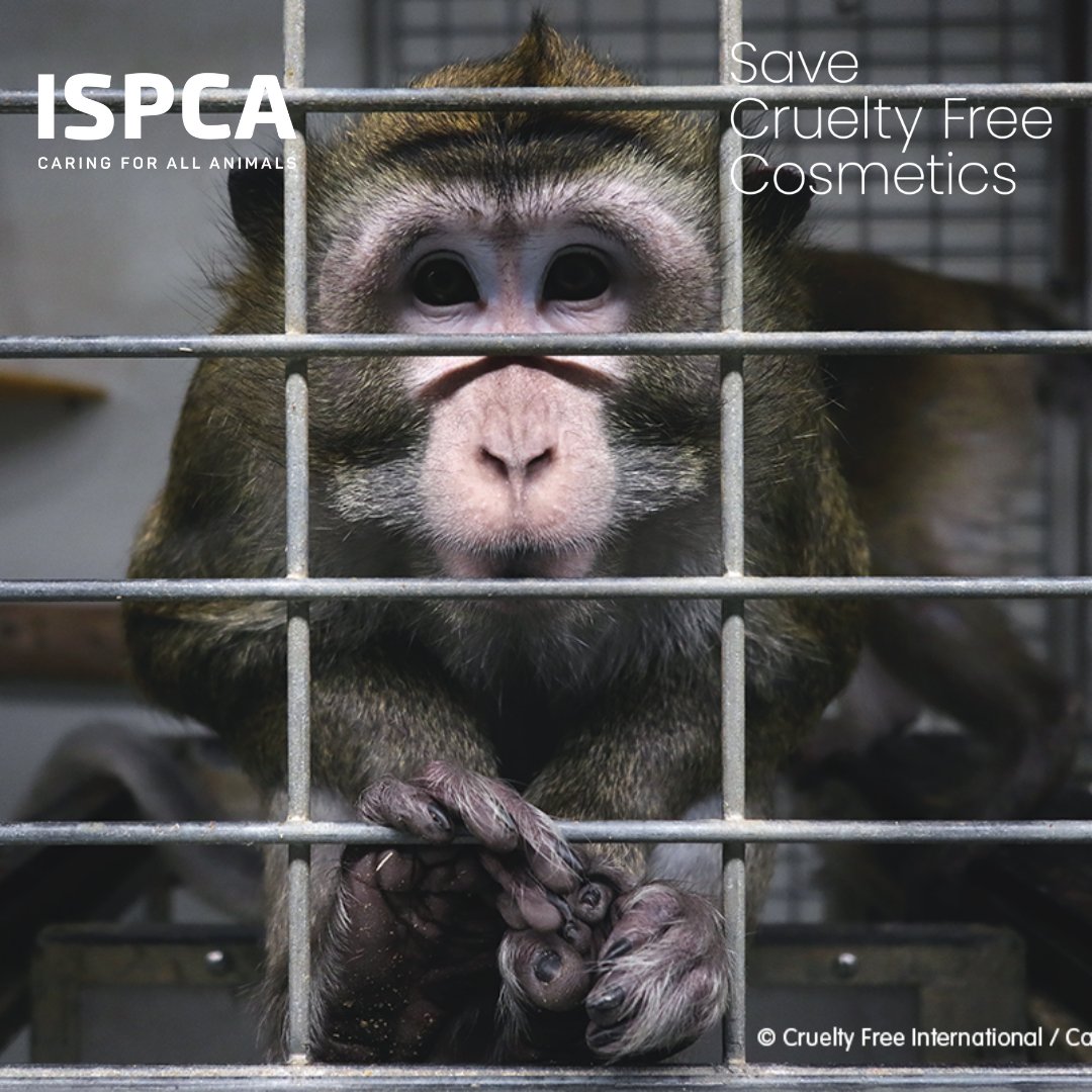 nspca_longford's tweet photo. ❗ WE NEED YOUR HELP TO END ANIMAL TESTING IN EUROPE ❗

Like 👍 share 💬 &amp; tag 🏷 your EU friends in this post urging them to sign the European Citizens’ Initiative NOW.

Together, we can end animal testing in Europe.

➡️ https://t.co/KB4fvLt7Ei

#CrueltyFreeEU #EndAnimalTesting https://t.co/42lVTeVfxP