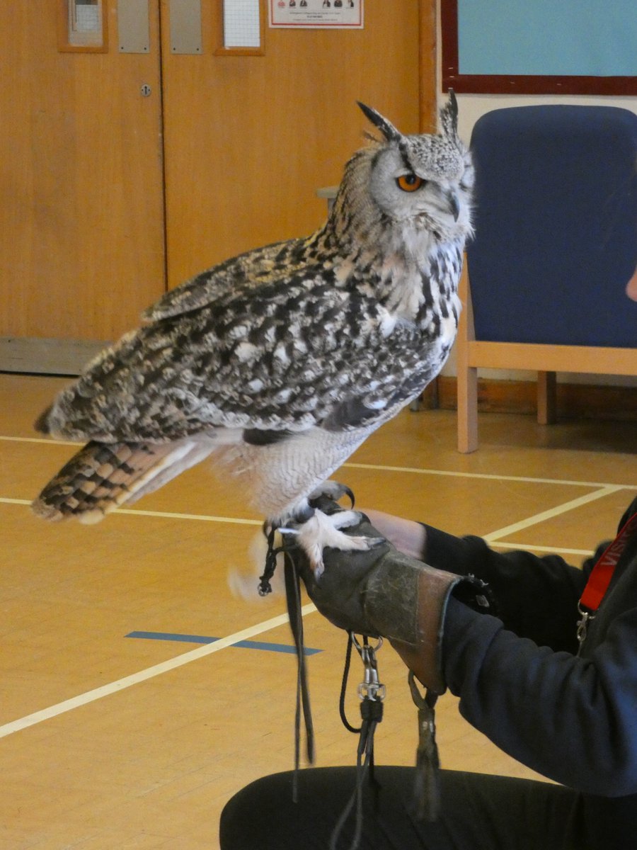 SchoolRadstock's tweet image. Foundation Stage had an amazing visit from Fur and Feathers. Sadie brought 3 different owls in for the children to see: a Barn Owl, Indian Owl and a Little Owl. We were lucky enough to be able to touch the Indian Owl and we all held the Little Owl!#teamradstock #learningproject