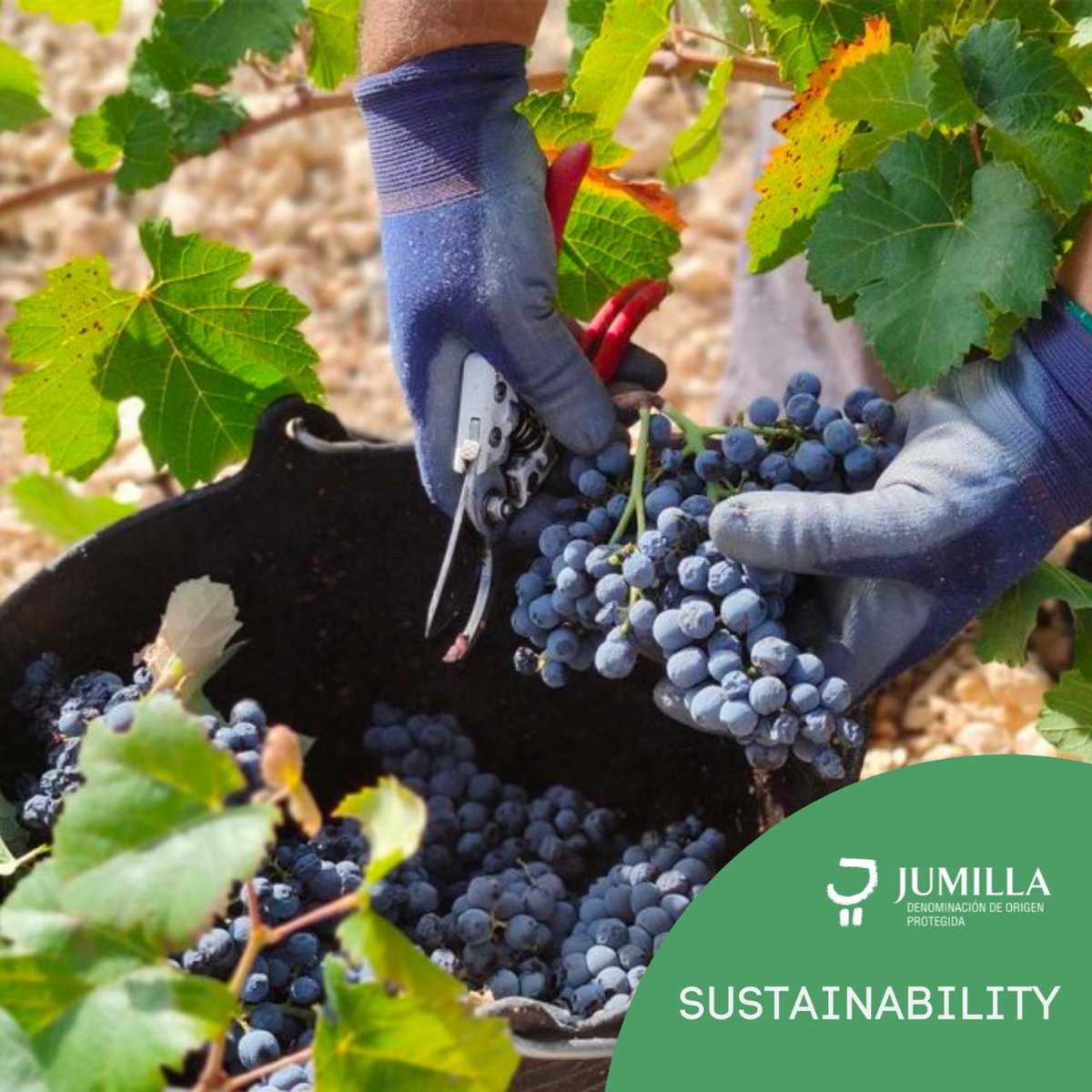 Spain’s Organic Wine Region 🌞 A unique combination of climate, soils and topography promotes organic growing on Spain’s high plateau. Post by #Andrew Black my.mtr.cool/tqqfqlamxw @decanter #JumillaWine #sustainability