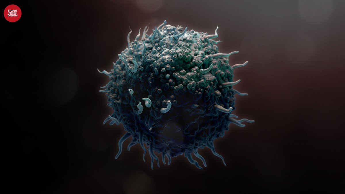 PaleoStu's tweet image. Huzzah for T-cells! Here’s one I made earlier.
#scientificVisualisation #3dmodeling