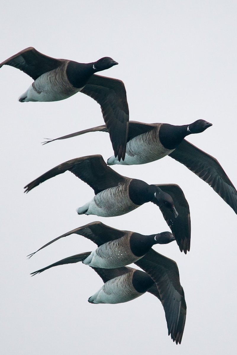 Can never get enough of the Brent’s around Strangford, just love the sound they make when feeding on the eel grass ⁦@StrangfrdLecale⁩ ⁦@NTStrangford⁩ ⁦⁦⁦@UlsterWildlife⁩ RSPBNI⁩ ⁦@_BTO⁩ #brentgeese #strangford