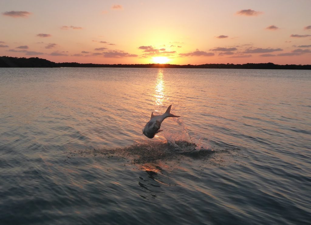 ripnreelz's tweet photo. Morning Tarpon 
#fishing https://t.co/FtVKL8Jquv