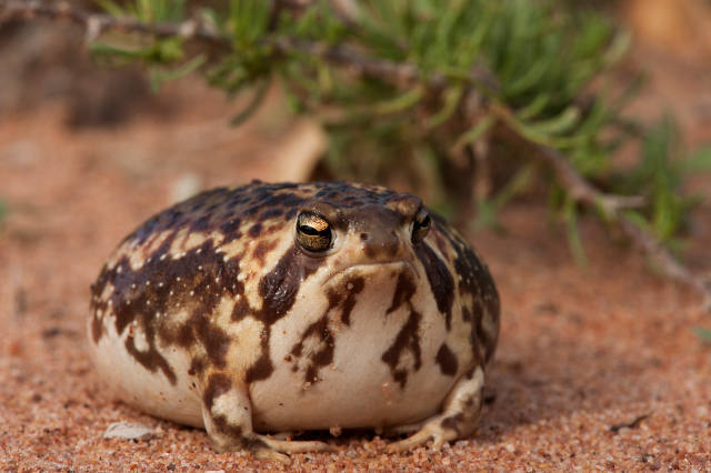 lover_otd's tweet image. 🍬today's first lover of the day is: the desert rain frog!!!
