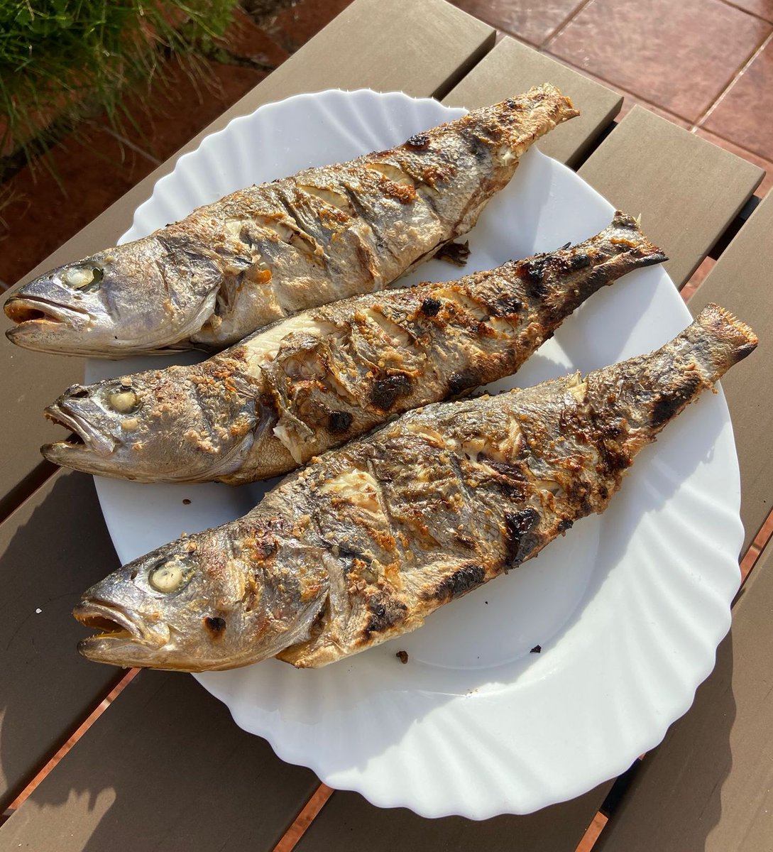 The moment has come…
to finally know how our corvinas taste!

The result was unanimous: FLAWLESS!
Not a slight taste of any off-flavors. A firm white lean flesh, while still being juicy enough with those tasty and healthy omega-3 enriched lipids.

#corvinasbySEAentia