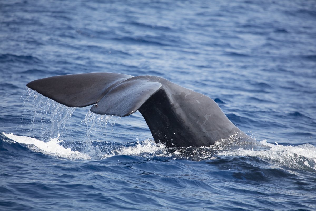 WWF_Med's tweet photo. #BreakingNews Major shipping company @msccargo @MSCCruises_PR re-routes its ships on the west coast of Greece to reduce the risk of collision with endangered  whales, following proposals by NGOs @ifawglobal @OceanCare @WWFGreece https://t.co/sGpgl7Cfvz https://t.co/EIoOrobeh1