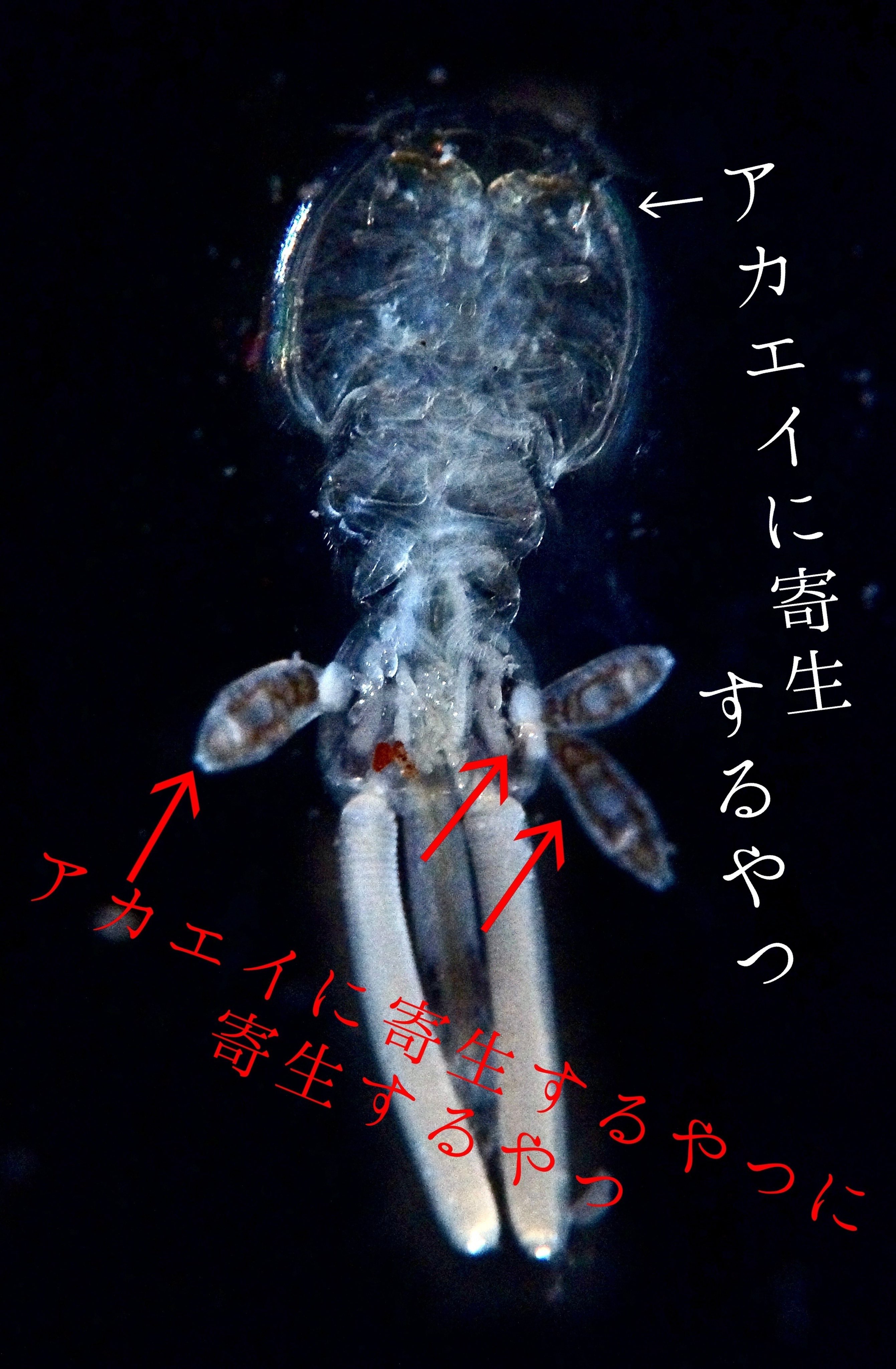カイアシ Twitter Search Twitter