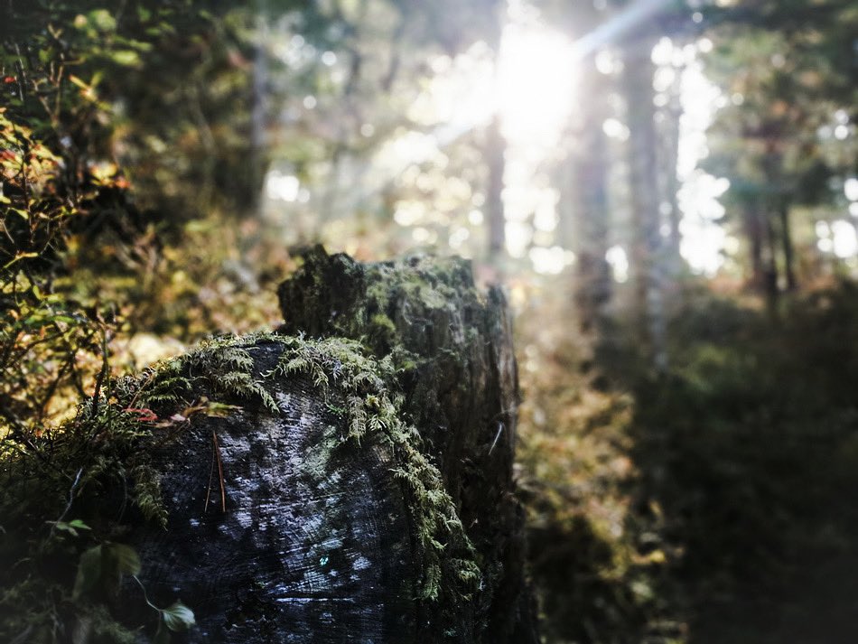 NatureThreads's tweet image. “If you truly love nature, you will find beauty everywhere” - Laura Ingalls Wilder #naturesbeauty🍃 #woodlandwalks #organicclothing