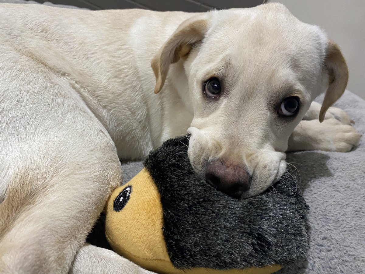It is Thursday. Another day to work hard for our community. Be kind to everyone and be grateful for the little things. And enjoy a puppy with a hedgehog. 

#yyc #Alberta #Canada