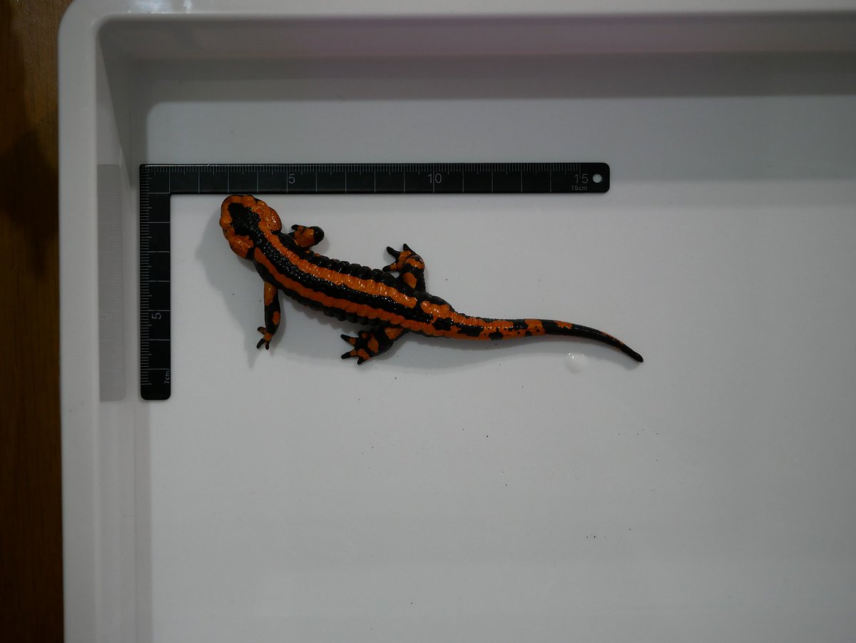 N 3 Nuttynattynewt Twitter