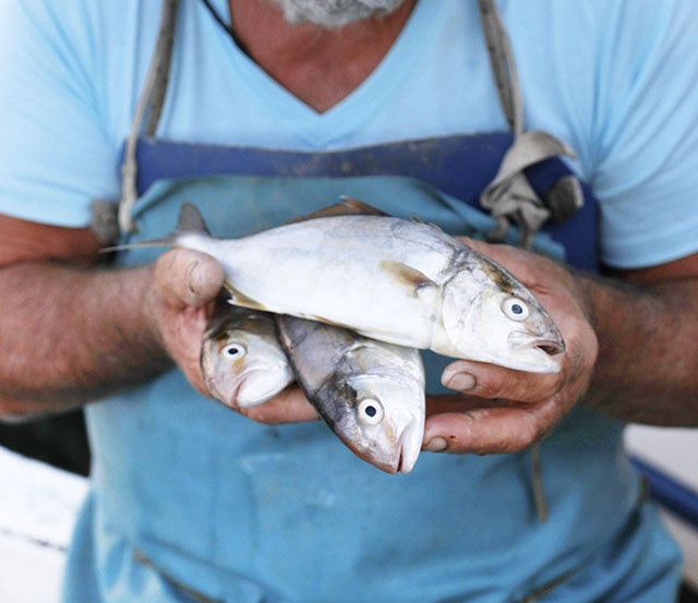 Fiorital, marchio nato a Venezia, da oltre 40 anni commercializza pesce fresco e congelato. Tutti i processi  sono volti a garantire la qualità del prodotto finale, con lo scopo di portare ai clienti un pesce ottimo e assolutamente sicuro. #inostriproduttori #quomi