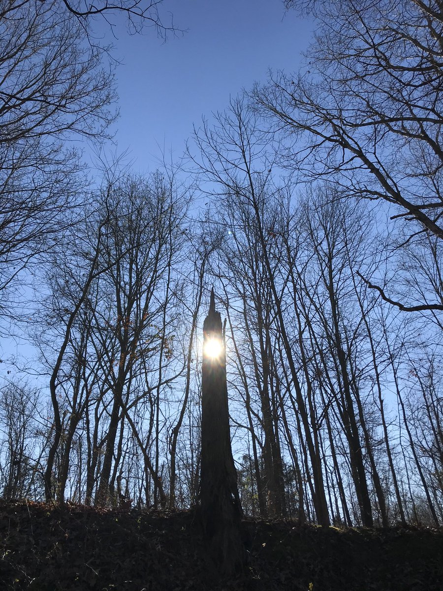 ixiiixi's tweet photo. Tree of Light in The Forest Temple… https://t.co/XZRDiz7xiT