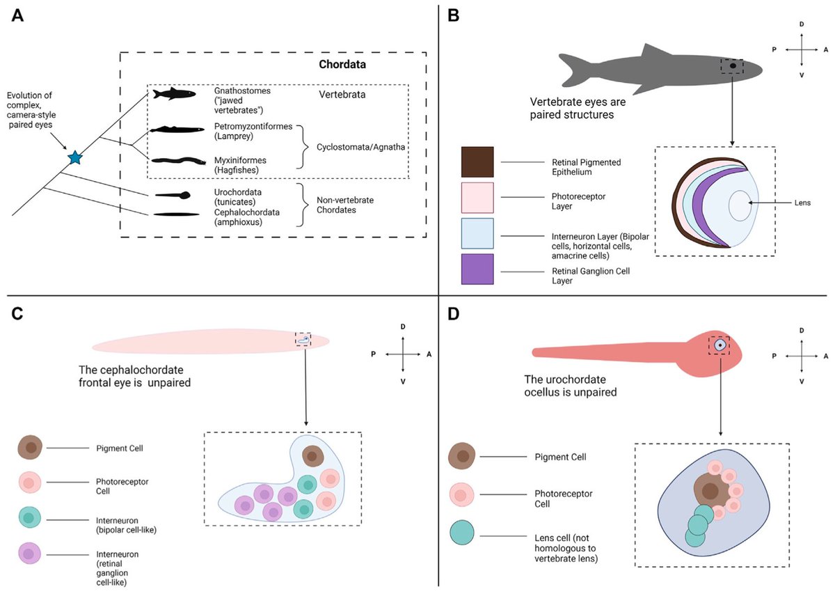 Ted Allison (@ted_allison) on Twitter photo Pleased to share Sarah Bradshaw's Review: Hagfish to Illuminate the Developmental and Evolutionary Origins of the Vertebrate Retina frontiersin.org/article/10.338…
Hearty thanks to <a href="/NSERC_CRSNG/">NSERC / CRSNG</a> & beautiful <a href="/BamfieldMSC/">Bamfield MSC</a> marine station for supports. Pleased to share Sarah Bradshaw's Review: Hagfish to Illuminate the Developmental and Evolutionary Origins of the Vertebrate Retina frontiersin.org/article/10.338…
Hearty thanks to <a href="/NSERC_CRSNG/">NSERC / CRSNG</a> & beautiful <a href="/BamfieldMSC/">Bamfield MSC</a> marine station for supports.