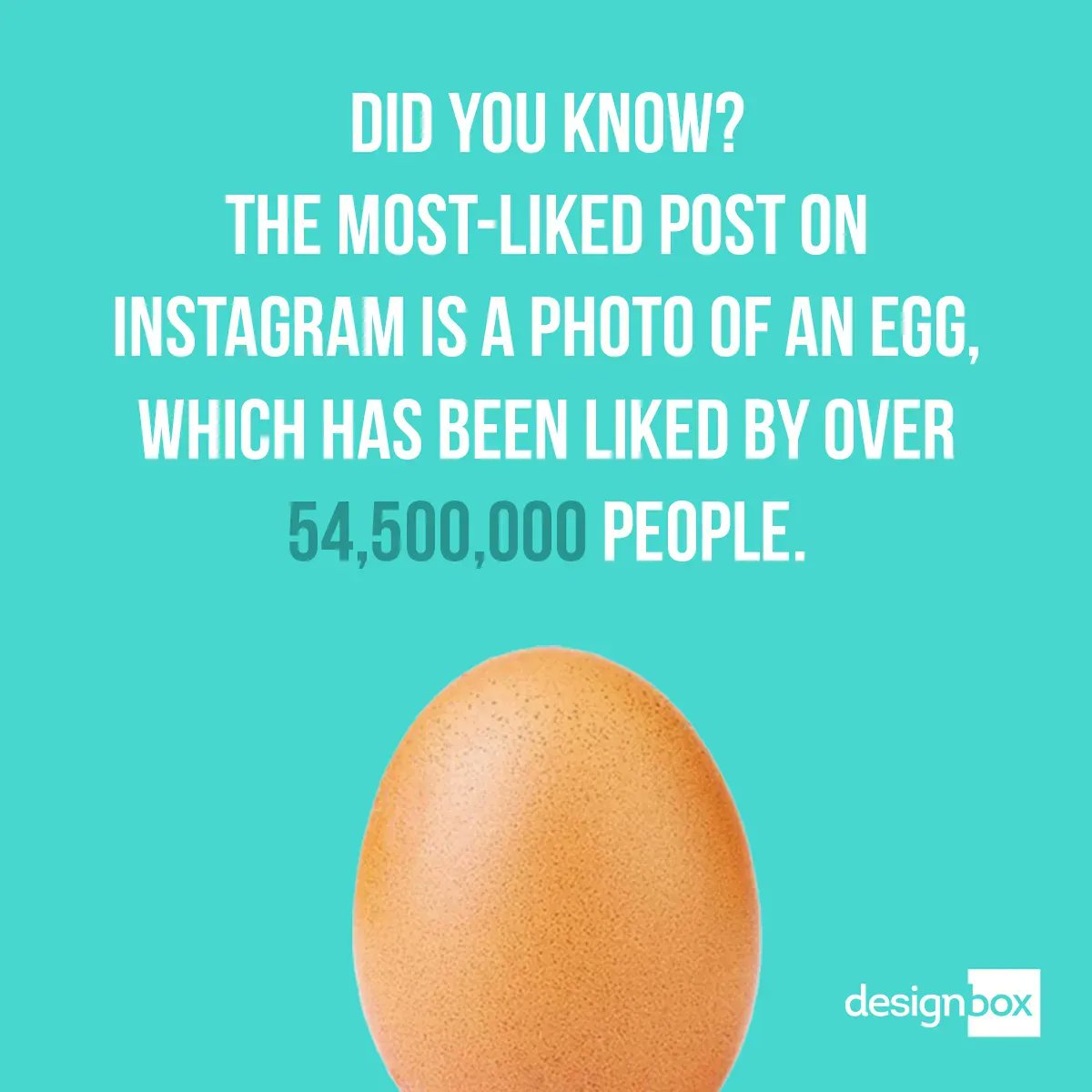 Design Box Media tweet media
