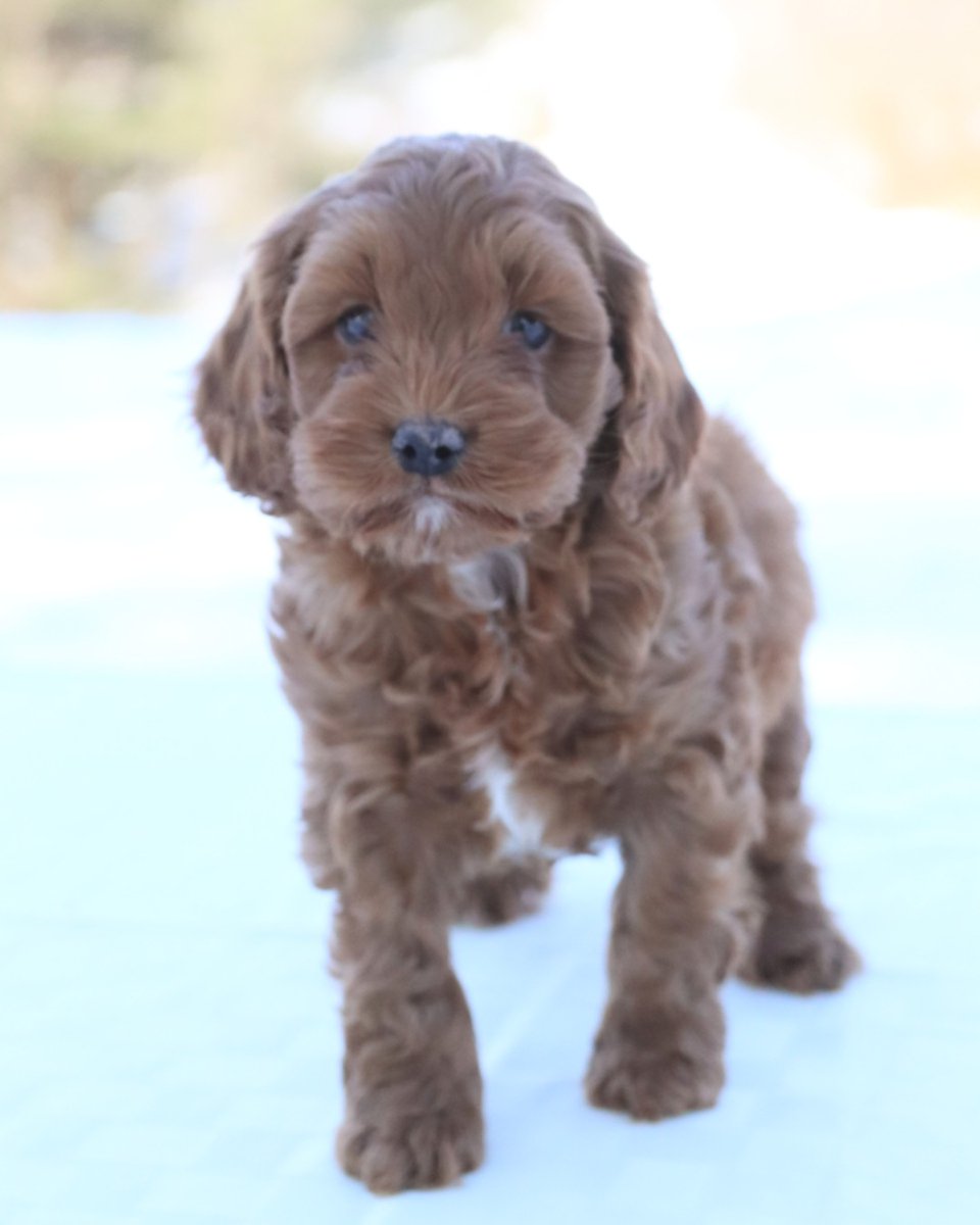 LancasterPuppie's tweet photo. Say hello to Chase! ❤️Chase is full of energy, happiness and love! He would make an amazing snuggle bug for anyone. He is a beautiful Cockapoo pup.
•
•
https://t.co/dGVczXdJFn
•
#Cockapoo
#Thurseday
#LancasterPuppies
https://t.co/1eshrsstDu https://t.co/JHAZTlOszV