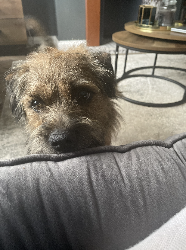 cloudm_co's tweet photo. Throwing some love to the pets that get us through the day here at CloudM 🧡 #LifeIsBetterWithPets https://t.co/N1cw1tnXUC