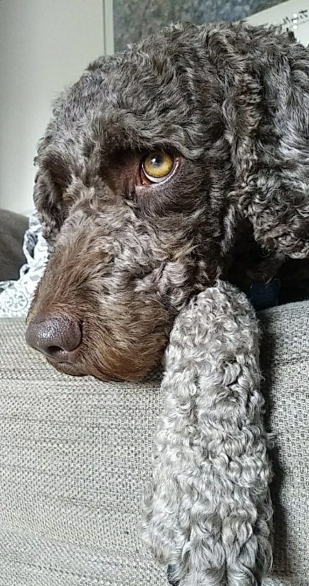 cloudm_co's tweet photo. Throwing some love to the pets that get us through the day here at CloudM 🧡 #LifeIsBetterWithPets https://t.co/N1cw1tnXUC