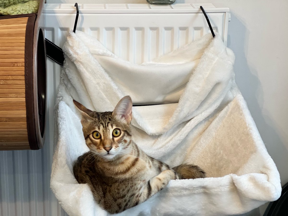 cloudm_co's tweet photo. Throwing some love to the pets that get us through the day here at CloudM 🧡 #LifeIsBetterWithPets https://t.co/N1cw1tnXUC