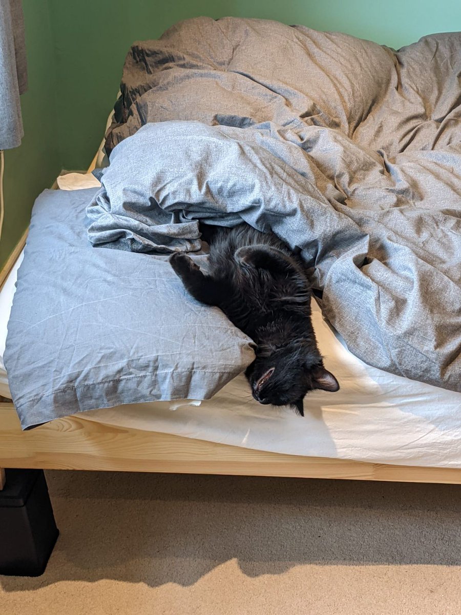 cloudm_co's tweet photo. Throwing some love to the pets that get us through the day here at CloudM 🧡 #LifeIsBetterWithPets https://t.co/N1cw1tnXUC