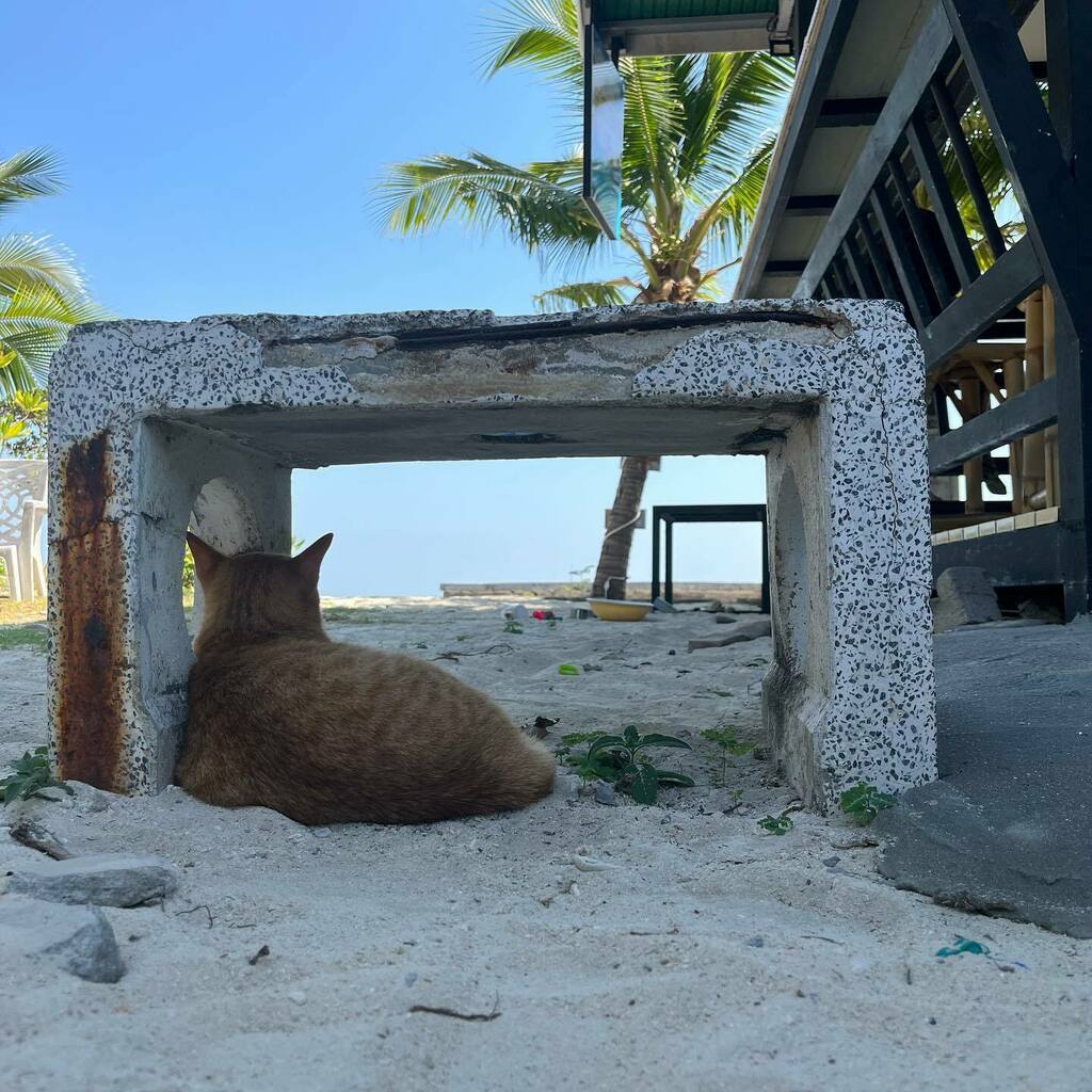 akibee2011's tweet photo. It's a special seat isn’t it? I’m giving it up for you today.
#thailand #phiphiislands #cat https://t.co/YBFm3oR5FO https://t.co/Ed4YwtiGGK