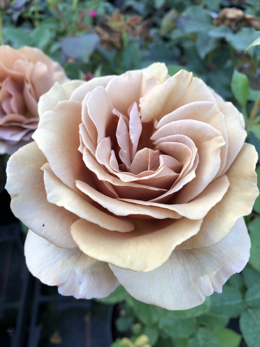 Mokarosa, an unusual  coffee colour with a nice  scent, a medium sized bush used a lot by florists #jonestherose #cheshireroses #roselover #perfumedroses #cutflower #coffeelover