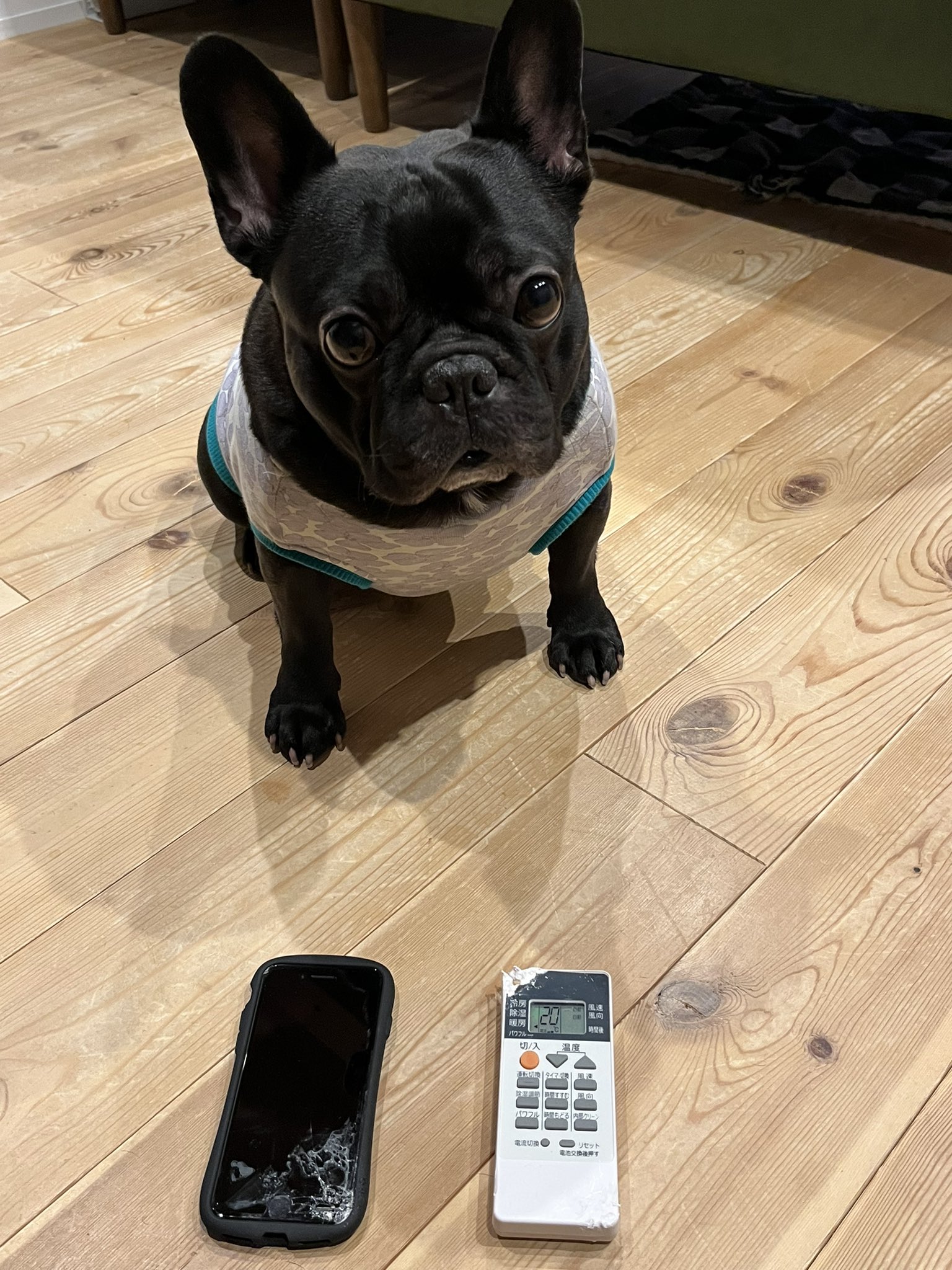 ぶさかわ犬 Twitter Search Twitter