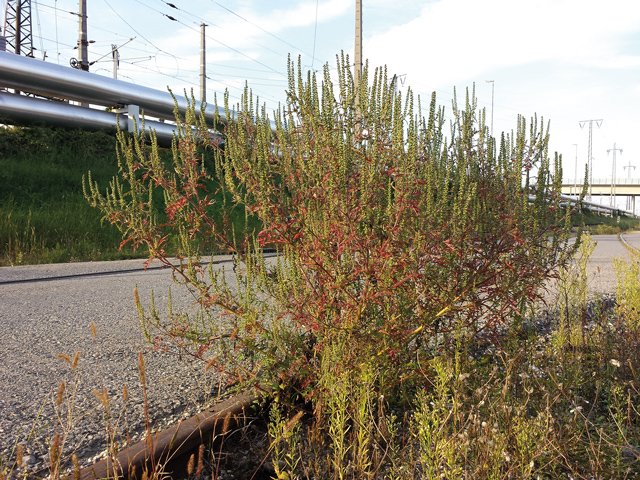 Nutzen und Bedrohung durch eingeschleppte Pflanzenarten
Nicht nur Goldschätze brachte Christoph Columbus vor 540 Jahren aus Amerika mit: Auch Pflanzen, die der heimischen Pflanzenwelt Schaden zufügen.

Lesen auf condor.cl
condor.cl/2022/01/27/nut…