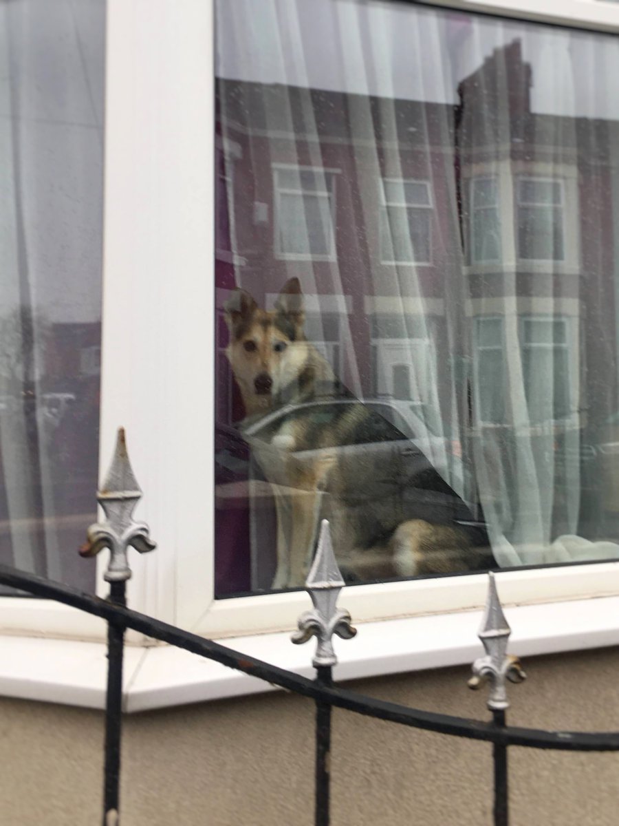 LaikaMuttnik's tweet image. Happy to see this gentle-eyed window dog again, who was quietly gazing at the sky a couple of months ago🐶💕

2か月ほど前に静かに空を眺めていた優しい眼差しの窓犬さん、また会えた♪(*´∀｀*)

#windowdog #dogsoftwitter #dogstagram #窓犬 #わんすたぐらむ