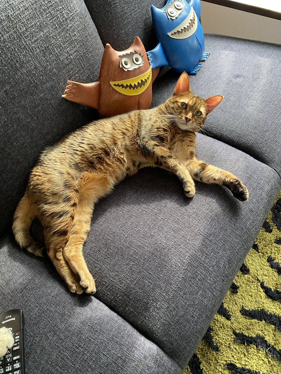 nadao27's tweet photo. ラムとの生活ももうすぐ3年😸 https://t.co/BALMTiw2PY