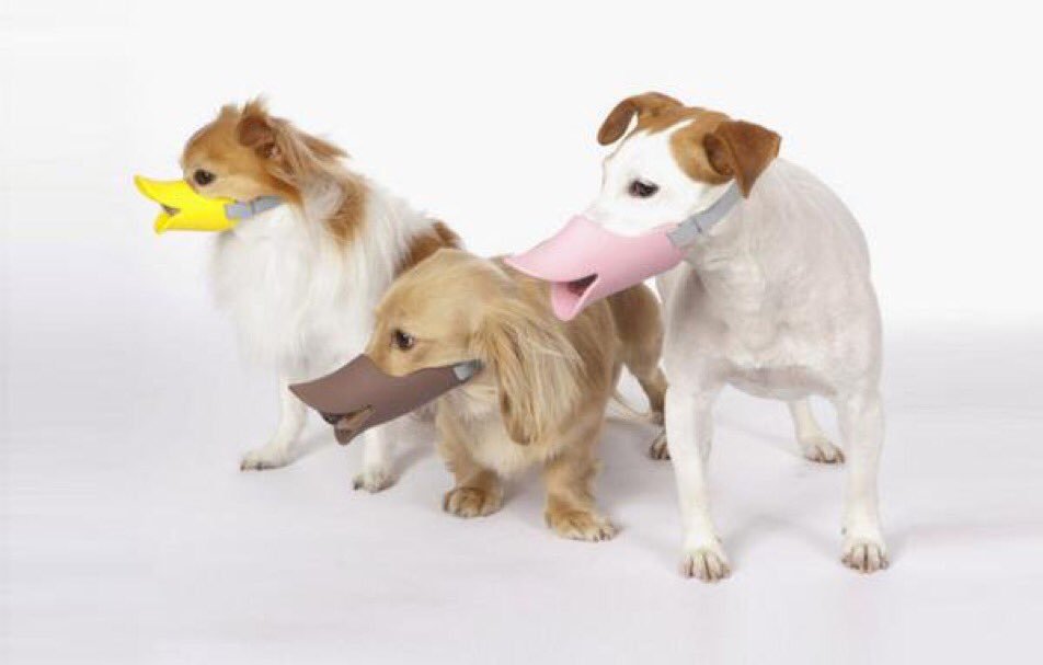 Vraag: Zit er in jullie #BARFmenu ook rijst? Antwoord: Natuurlijk! niet. Dan had uw hond een snavel gehad!

#KVV #Vers #Voeding #Natuurlijk #Compleet