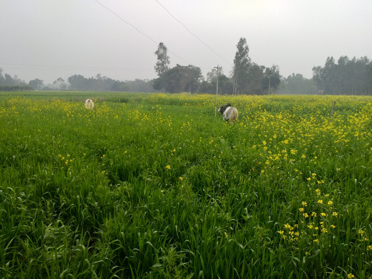 Kumarpr77951102's tweet photo. माननीय श्री महोदय आप सभी से हम ग्राम पंचायत वासी मंगूपुर ब्लॉक कसमंडा तहसील सिधौली जिला सीतापुर के हाथ जोड़ कर निवेदन करते है कि इस कड़कड़ाती ठंड में आवारा पशुओं के  कारण बहुत परेशान है जो फसलो को तबाह कर रहे है और इनका कोई प्रबन्ध भी नही किया जा रहा है 
@CMOfficeUP @DmSitapur https://t.co/j8L4YnGkLG