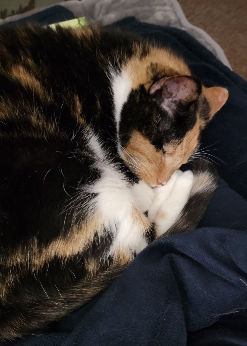 cookie81105's tweet photo. Miss Kitty may not be pleased when I finally go back to work. https://t.co/eyd2oX1tmk