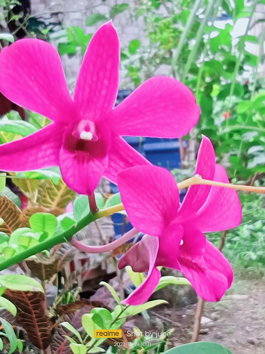 jugan_jun's tweet photo. Orchids flower😊😊 https://t.co/4DHdmMMA7b