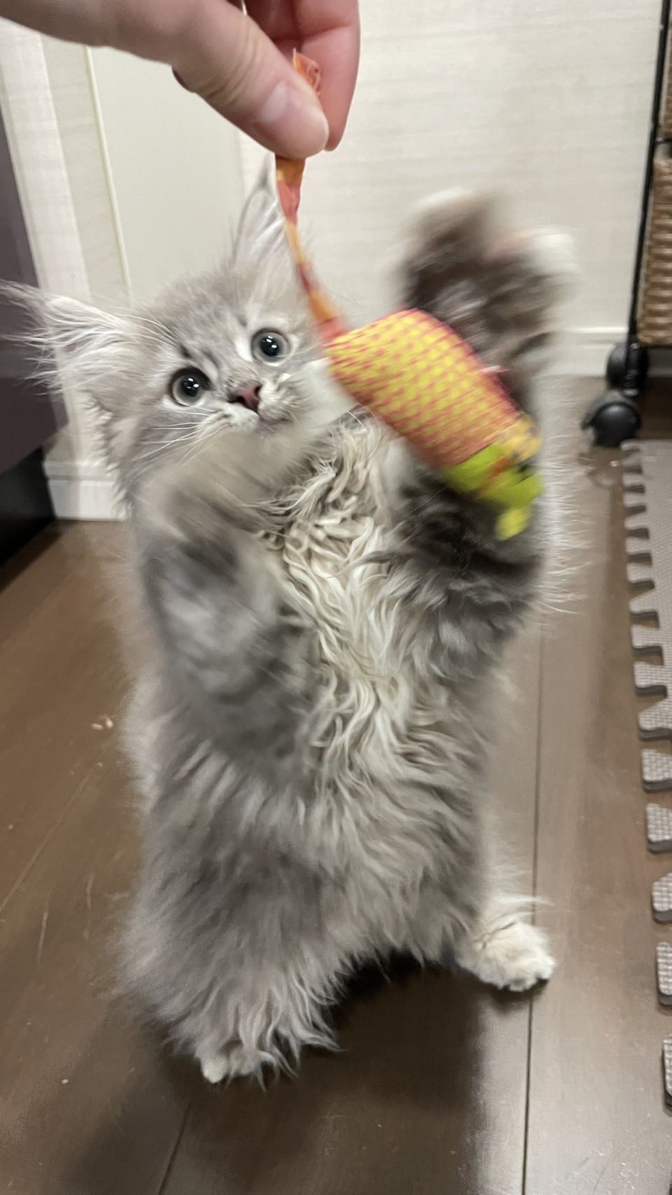 あむ サイベリアン 猫パンチの威力をご覧下さいwww サイベリアン ねこ 子猫 猫好きさんと繋がりたい T Co Ixjzt1njve Twitter
