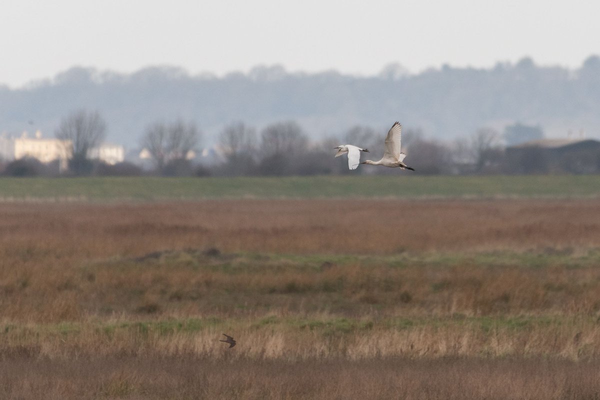 hagajabagaja's tweet photo. Not the best photo(!!) but a little egret, spoonbill and peregrine all in the same shot #Steart #Steartmarshes
@Natures_Voice @WWTSteart https://t.co/8sqZCFLWLA