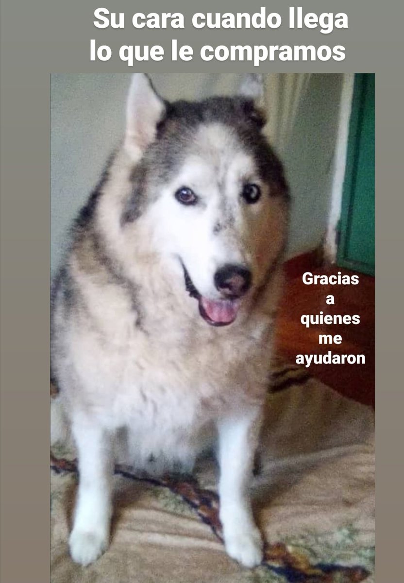 asoc_vpla's tweet photo. La cara de Justin cuando llegamos con su comida del mes 😃 Lo rescatamos muriéndose y tiene 2 años y 5 meses pensionado.
¿TE ANIMAS a regalarle #1DíadePensión? (7 Bs) para sumar 1 Día lejos de la calle. ⚠️Tenemos Pago Móvil⚠️ Datos por Directo https://t.co/KZuILqQhUU