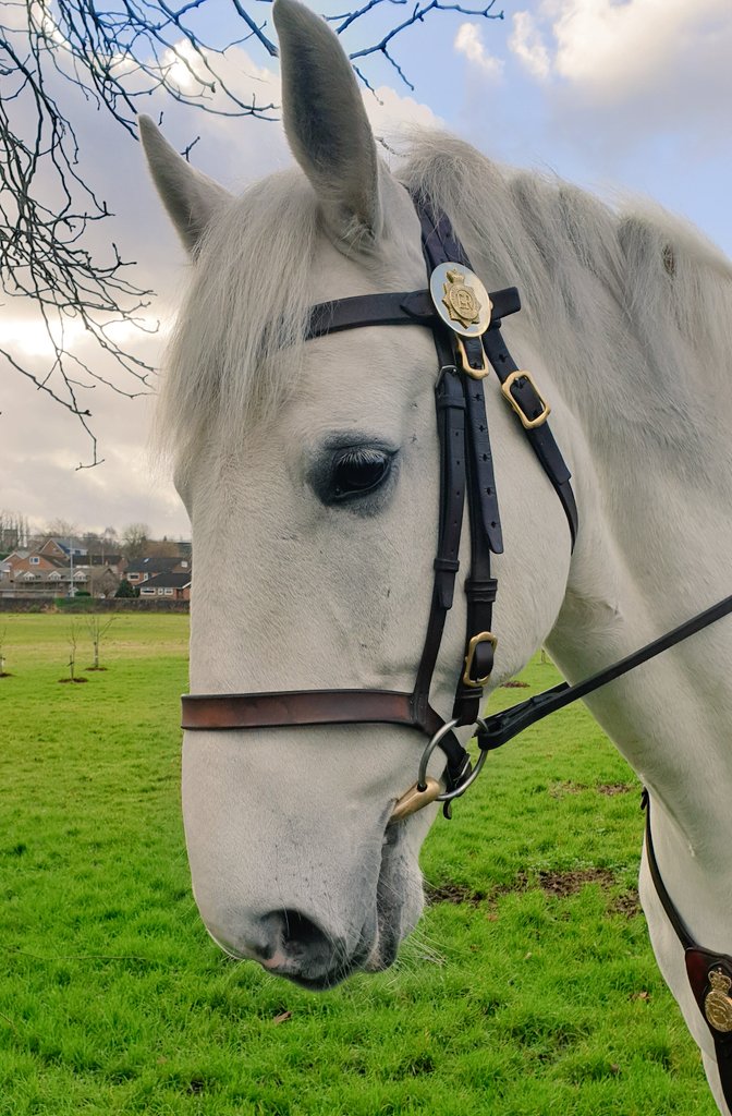 PhoenixJdiv1's tweet photo. A massive thank you to @GMPHorses who were in Marple today as part of #OperationAVRO 
PH Hexam and PH Dickens spent some time meeting the Phoenix Team today and enjoying a sneaky polo and a good pat from a very excited young person https://t.co/71ub0YfLyC