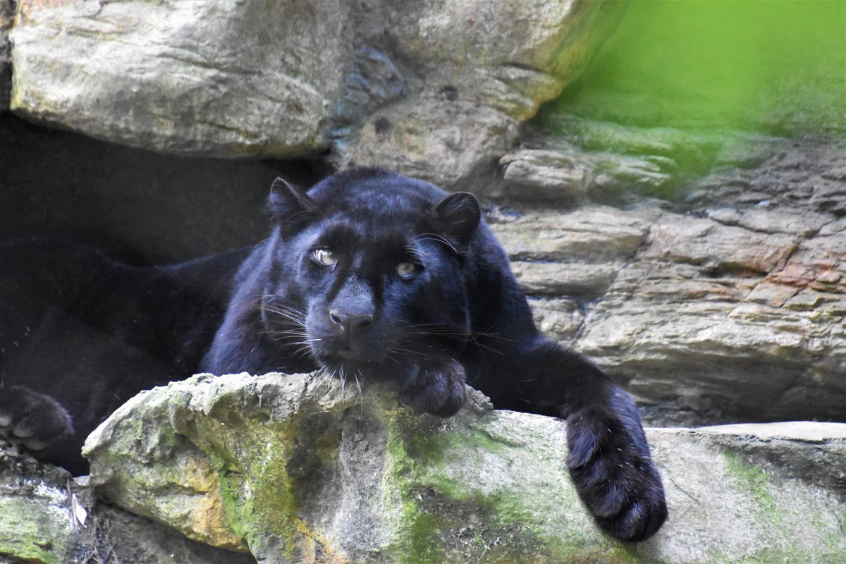 The Zoo will be closed both Saturday and Sunday, Jan 29-30 due to the impending snowstorm. Stay safe! Photo of Amur leopard by Lillian Staron #Snowfall
