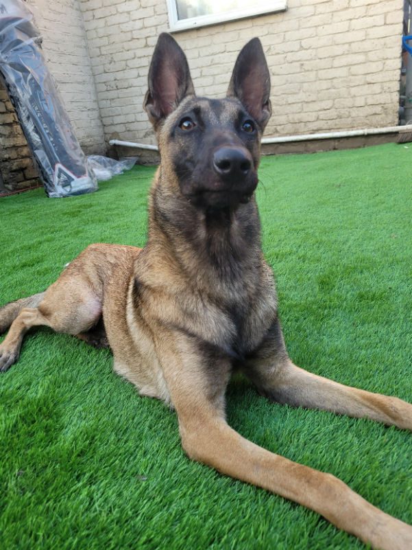 AdoptionsUk's tweet photo. Urgent, please retweet to help Caesar find a home #ESSEX #ENGLAND 

Aged 11 months, #Malinois, stressed in kennels and desperate for an experienced adult home to build confidence and go on with training. Please contact the shelter for details 👇
https://t.co/fuess9n97d
#dogs #UK https://t.co/yv0JegbE9D