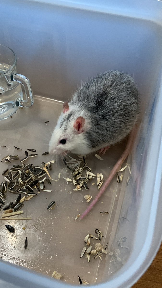 Pour le coup c’était vraiment un gros rat…