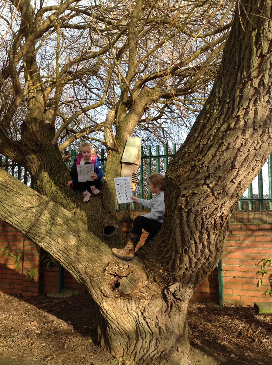 StanleyGrovePri's tweet image. C4 were learning about the #RSPB_learning Big Bird Watch. We have some very enthusiastic birders at Stanley Grove. The children investigated what the birds might eat when they don&apos;t visit our bird feeders.