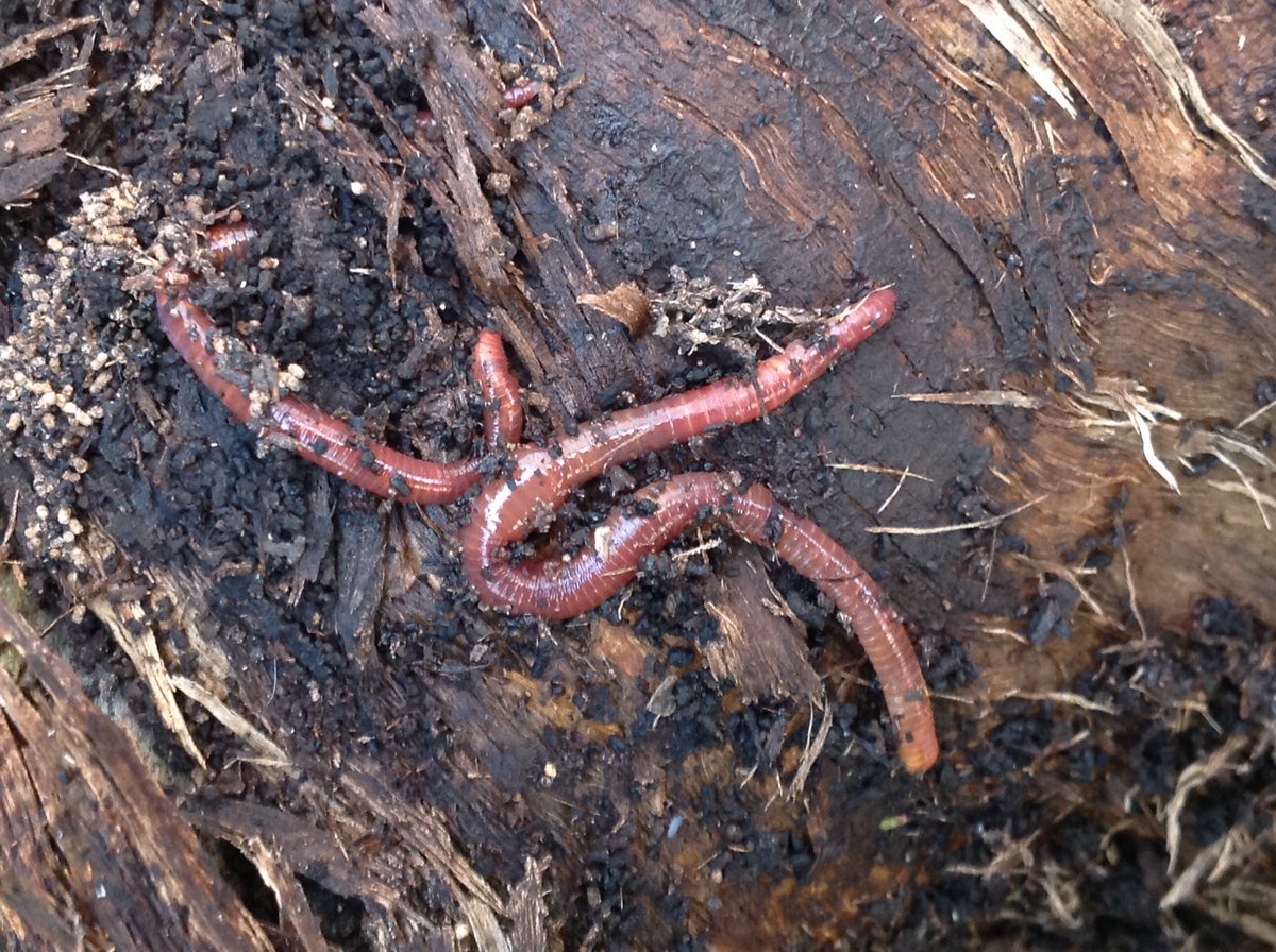 StanleyGrovePri's tweet image. C4 were learning about the #RSPB_learning Big Bird Watch. We have some very enthusiastic birders at Stanley Grove. The children investigated what the birds might eat when they don&apos;t visit our bird feeders.