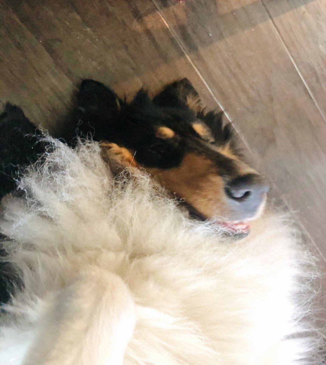 HollllieCollie's tweet photo. woof! Thx u for the many many fwens☺️ i reached my limit and now i have to wait to follow u guys back! i will continue to follow back when i can! #dogsoftwitter https://t.co/hkkxJzmKnx
