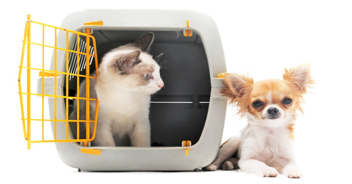 Se informa que las Mascotas solo viajan en su Caja Transportadora en la Cajuela del Autobús, No está permitido abordar con ellas en Mano, Mochilas, Bolsas o Cajas en los asientos del autobús, para mayores informes comunicarse con la Línea de su Viaje.