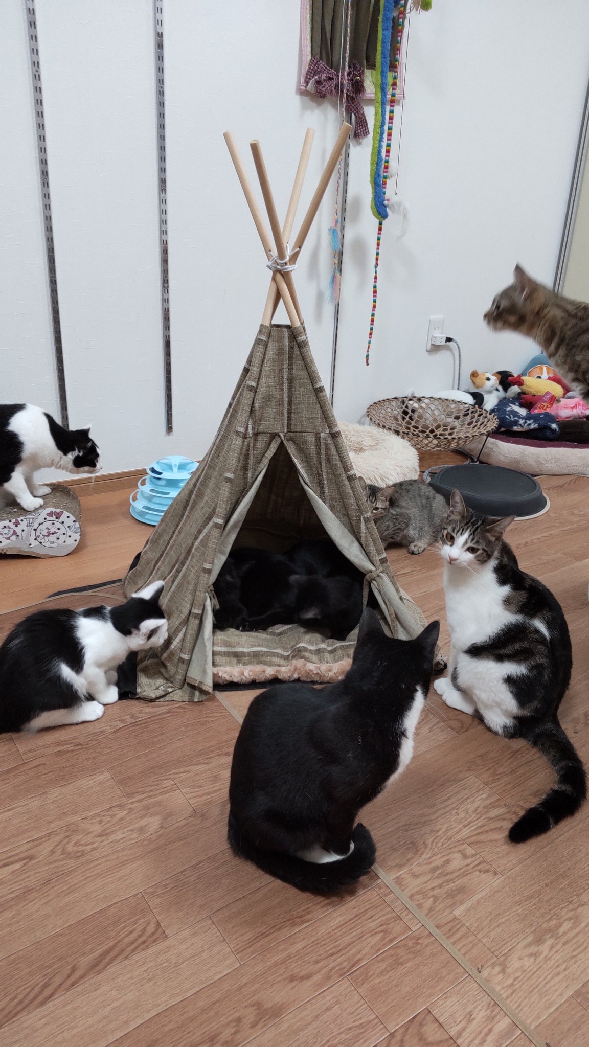 保護ねこcafefamilia Catcafefamilia Twitter