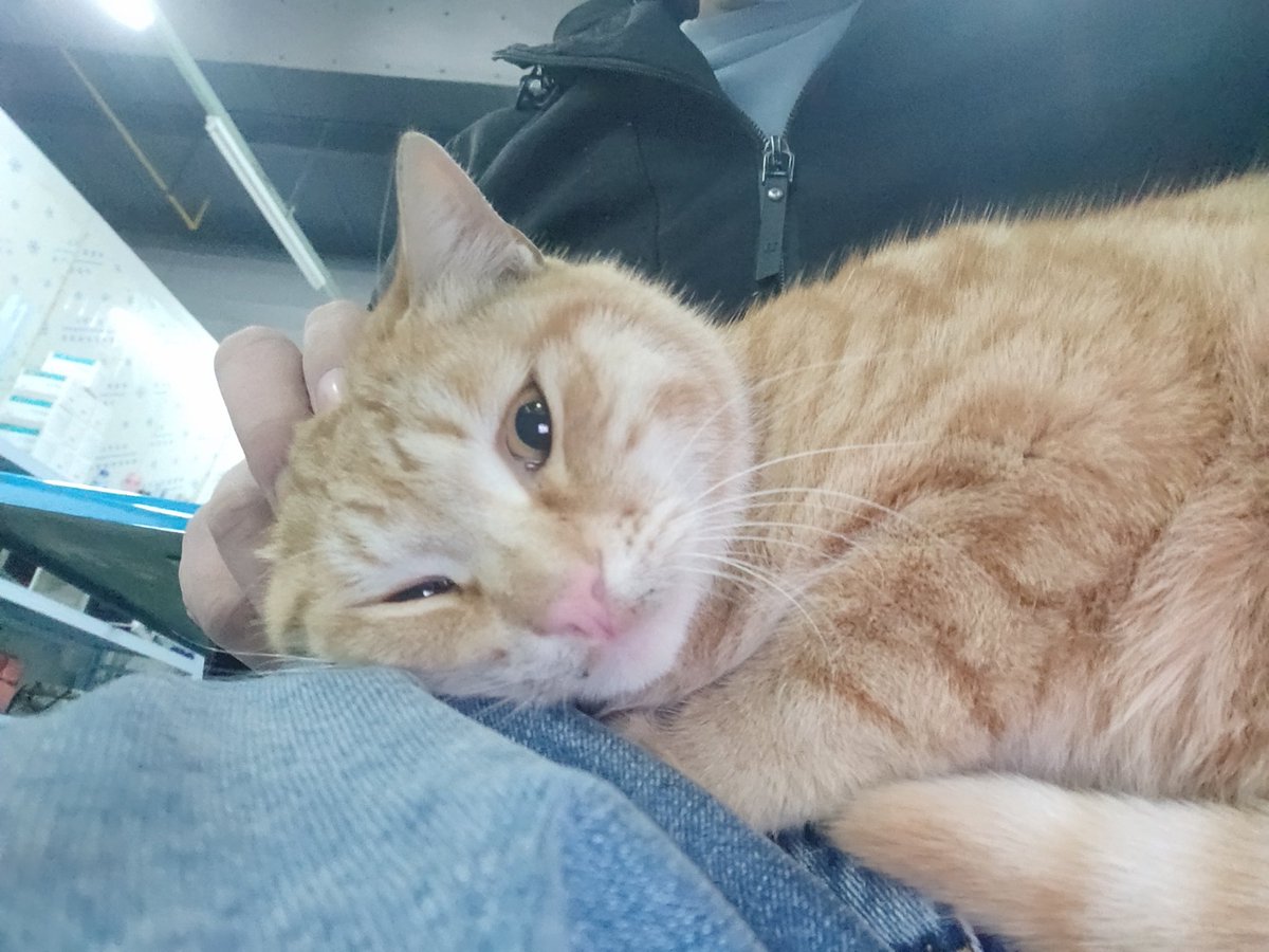 白嫖公司食堂的橘猫！（话说橘猫长大后都这么胖吗？～）