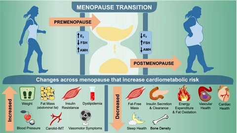 Mijail Tapia, MD on X: Cambios cardiometabólicos y de composición corporal  en la transición menopáusica ⭐ 🔹AUMENTO: peso, masa grasa, resistencia a  la insulina, dislipidemia, presión arterial, síntomas vasomotores, GIMc   /